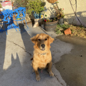 %name%, a %color% %breed% %type%